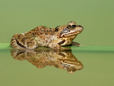 Common Frog (Rana Temporaria) on Partially Submerged Leaf, Europe