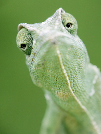 African Chameleon (Chamaeleo Africanus) Portrait, Africa