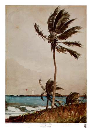Palm Tree, Nassau