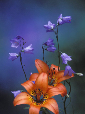 Wood Lily and Harebells, St. Ignace, Michigan, USA