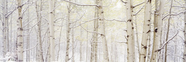 Autumn Aspens with Snow, Colorado, USA